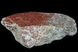 Polished Dinosaur Bone (Gembone) Section - Colorado #95205-1